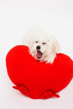 Bichon puppy dog in studio posing with a toy heart