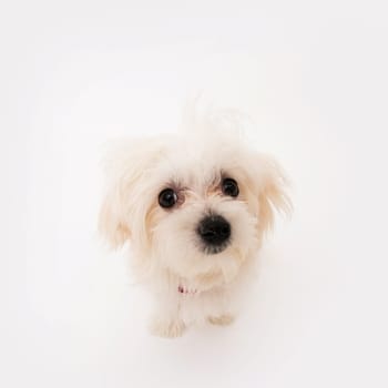 The maltese puppy dog on white background