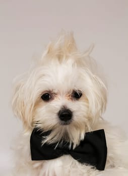 White Maltese dog with black bow and on white background.