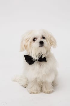 White Maltese dog with black bow and on white background.