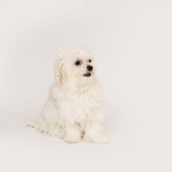 The maltese puppy dog on white background