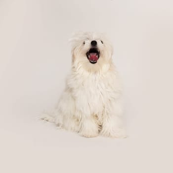 The maltese puppy dog on white background