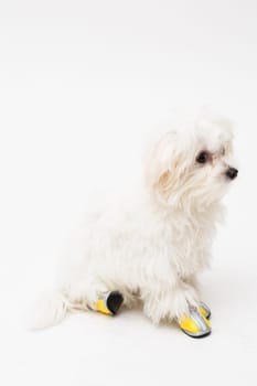 The maltese puppy dog on white background