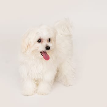 The maltese puppy dog on white background