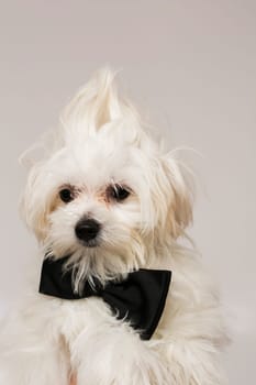White Maltese dog with black bow and on white background.