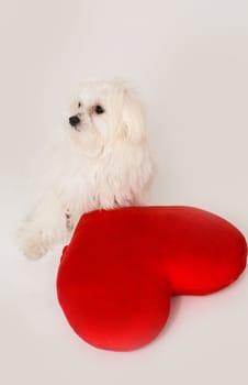Bichon puppy dog in studio posing with a toy heart