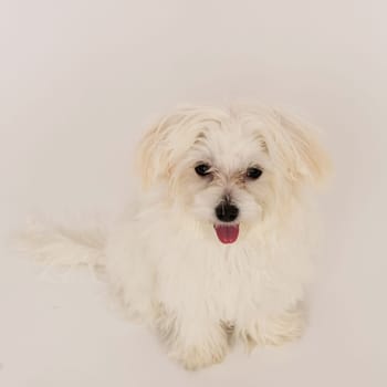 The maltese puppy dog on white background