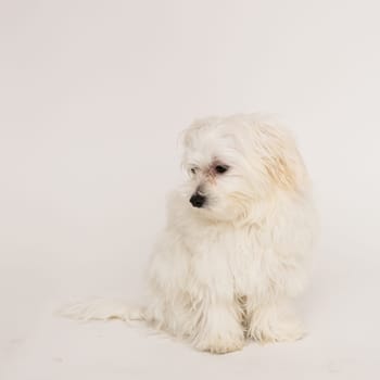 The maltese puppy dog on white background