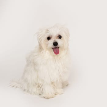 The maltese puppy dog on white background