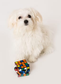 Maltese puppy with toy cube on white background