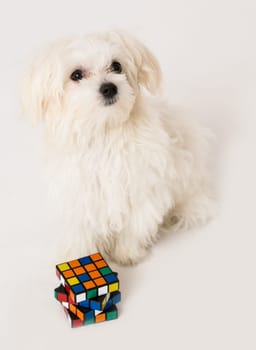 Maltese puppy with toy cube on white background