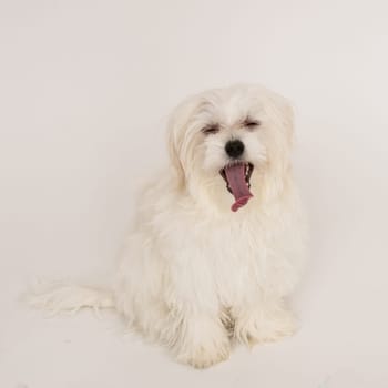 The maltese puppy dog on white background