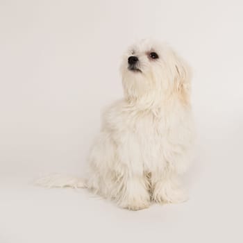 The maltese puppy dog on white background