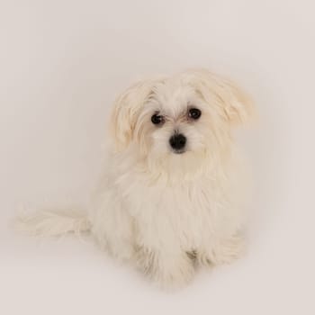 The maltese puppy dog on white background