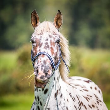A mare eating grass looks directly into the camera.