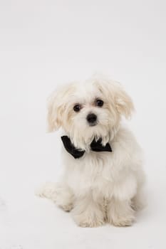 White Maltese dog with black bow and on white background.