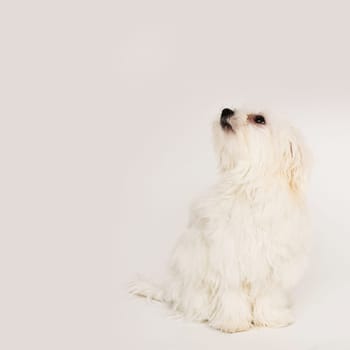 The maltese puppy dog on white background