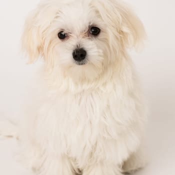 The maltese puppy dog on white background