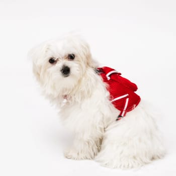 The maltese puppy dog on white background