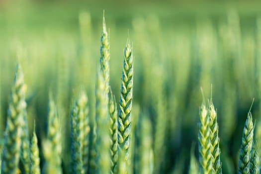 unripe unharvested green wheat field in summer time, countryside scene