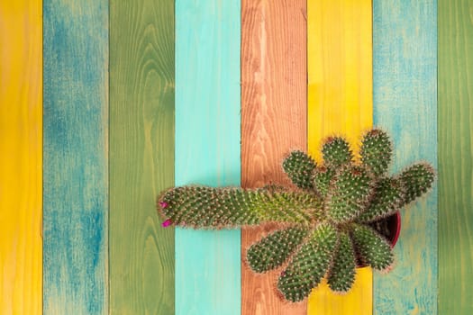 Cactus in the pot on colorful wooden background
