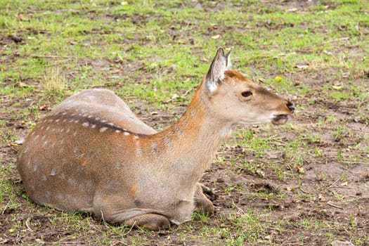 Wild deer Sika lying on the grassland