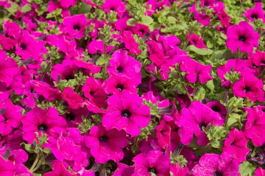 Pink petunia flowers bloom in the garden