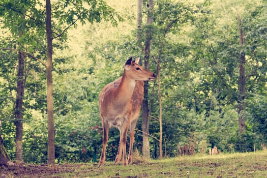 White-tailed deer fawn at the edge of a forest
