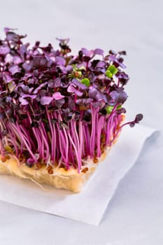Purple Shiso Cress on grey background