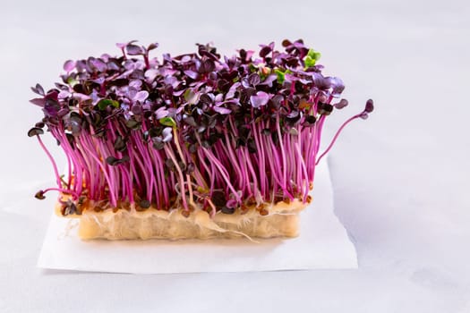 Purple Shiso Cress on grey background
