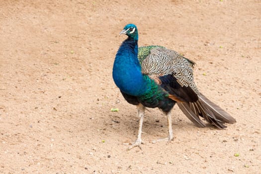 Beautiful Peacock walking on the sandy ground