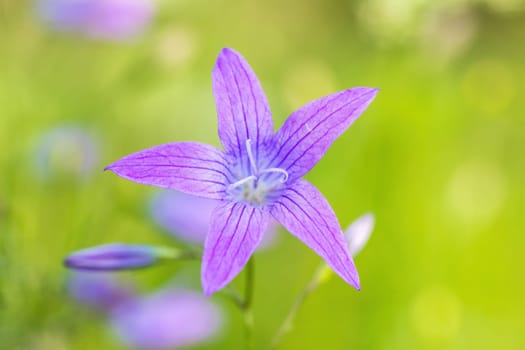 flower campanula patula, wild flowering plant, beautiful purple spreading bell flower in bloom, Summertime in meadow, Europe, Czech Republic