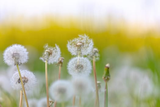 Beautiful dandelion flower with shallow focus in springtime, natural spring background. Blooming meadow.