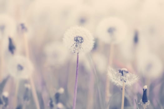 Beautiful dandelion flower with shallow focus in springtime, natural spring background. Blooming meadow.