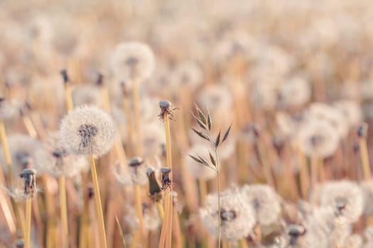 Beautiful dandelion flower with shallow focus in springtime, natural spring background. Blooming meadow.