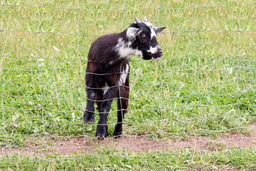 Little baby of goat on the farm