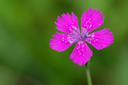 beautiful pink flower Dianthus Maiden Pink in summer meadow ( Dianthus Deltoides)