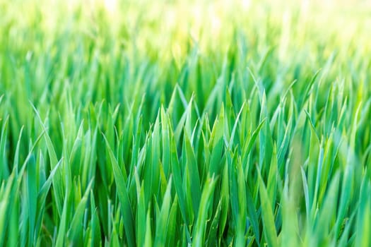 grass on meadow, abstract color tone spring background with shallow focus