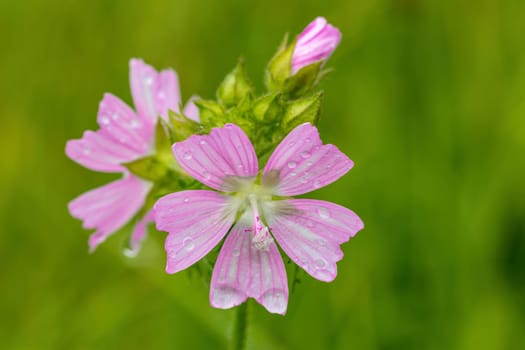 blooming wild pink flower musk mallow (Malva alcea, cut-leaved mallow, vervain mallow or hollyhock mallow) in summer meadow, Europe, Czech Republic