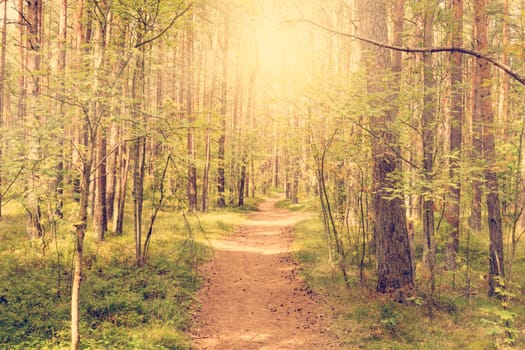 Sunbeams pour through trees in a pine forest