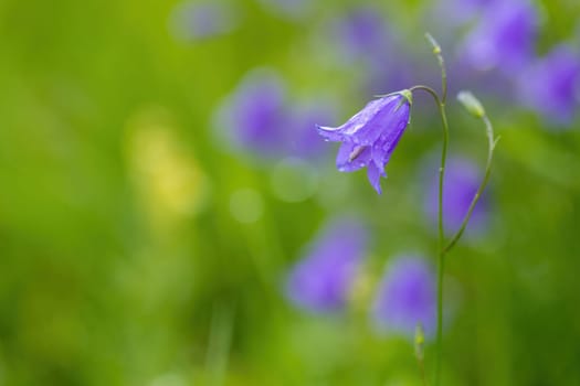 flower campanula patula, wild flowering plant, beautiful purple spreading bell flower in bloom, Summertime in meadow, Europe, Czech Republic