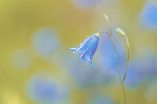 flower campanula patula, wild flowering plant, beautiful purple spreading bell flower in bloom, Summertime in meadow, Europe, Czech Republic