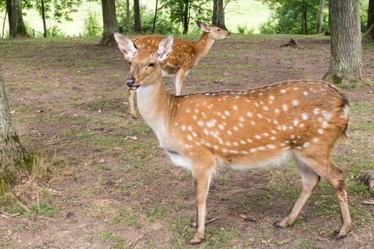 Wild deers in a forest park, natural habitat wildlife