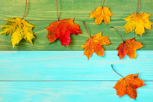 Colorful fall maple leaves on wooden background.Copy-space.
