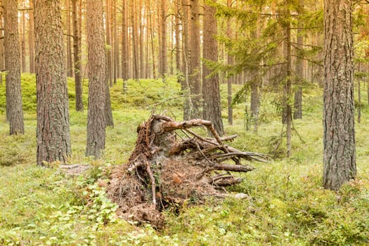 View of stump with roots on pine forest