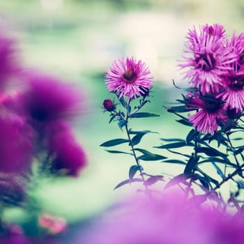 Close up picture of purple pink daisy blossoms in spring, background or panorama slider picture.