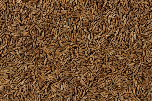 Closeup detail of caraway seeds (meridian fennel - Carum carvi) shot from above.