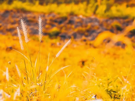 Wild field of grass on sunset, soft sun rays, warm toning summer nature. Beautiful landscape. Holiday. Refresh idea wallpaper background