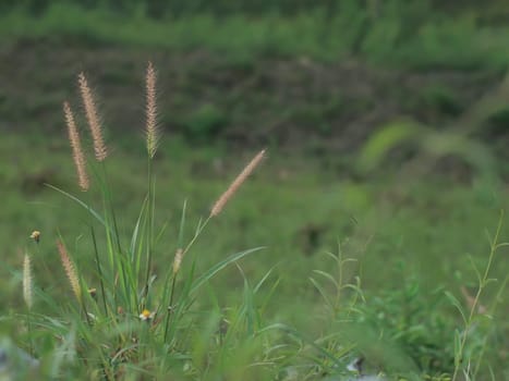 Green meadow on the background of mountains. Sunrise in green rural field