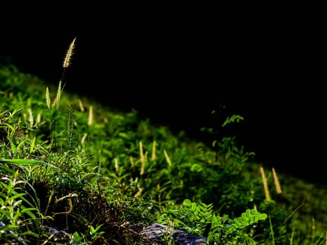 Selective focus of Wild grass flower and green leaves on the mountain through sunlight. Summer spring background